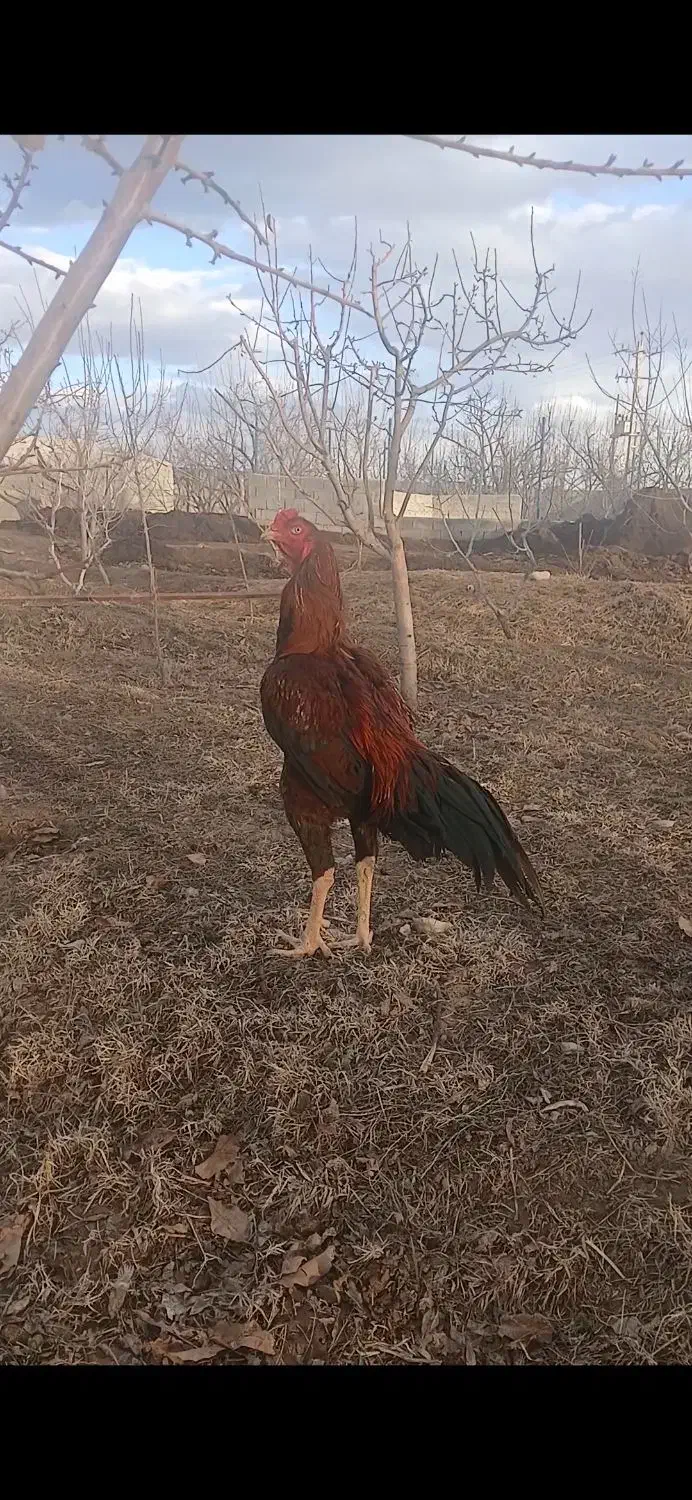 خروس لاری|حیوانات مزرعه|یامچی, |دیوار