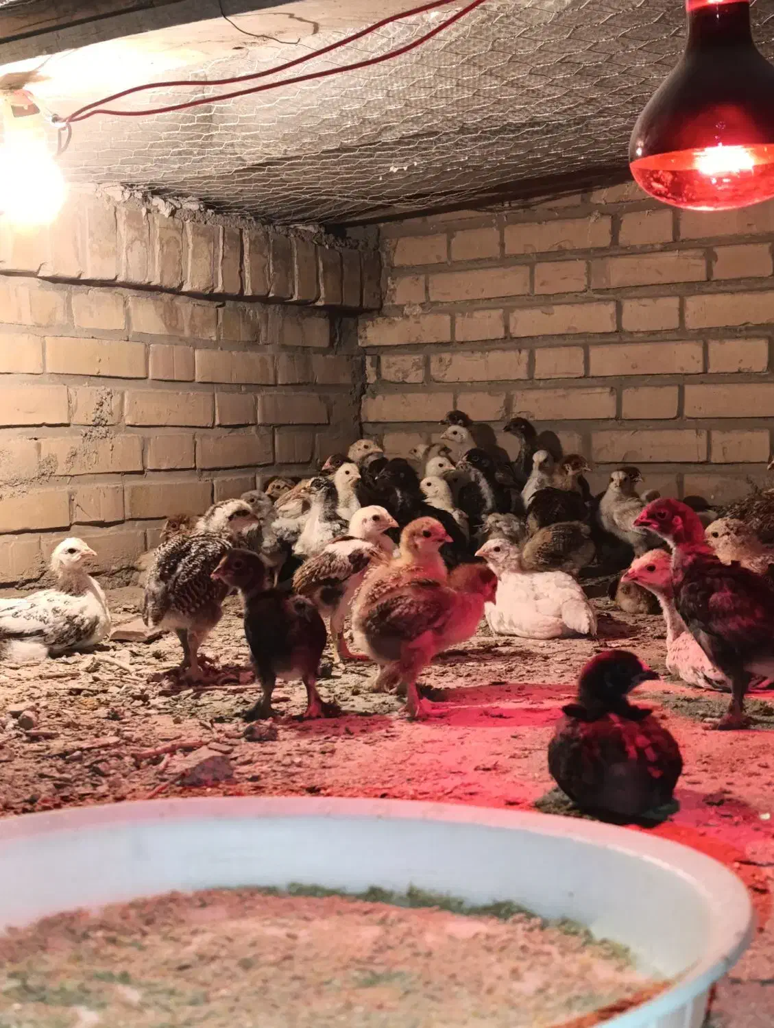 جوجه مرغ پاپر|حیوانات مزرعه|بافق, |دیوار