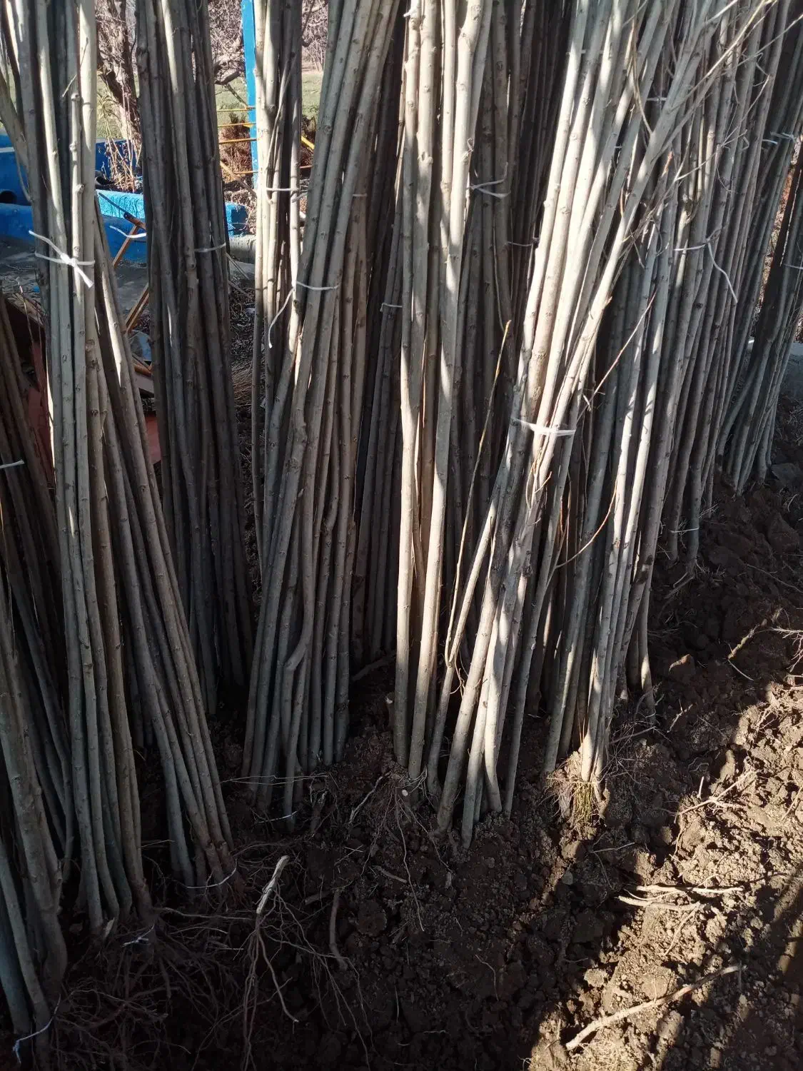 نهال خاص|خدمات باغبانی و درختکاری|فیروزآباد (لرستان), |دیوار