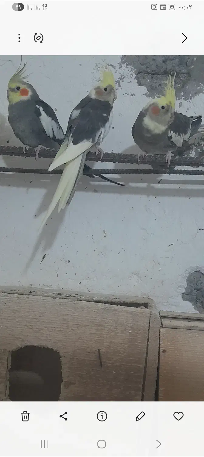 عروس هلندی|پرنده|رودسر, |دیوار