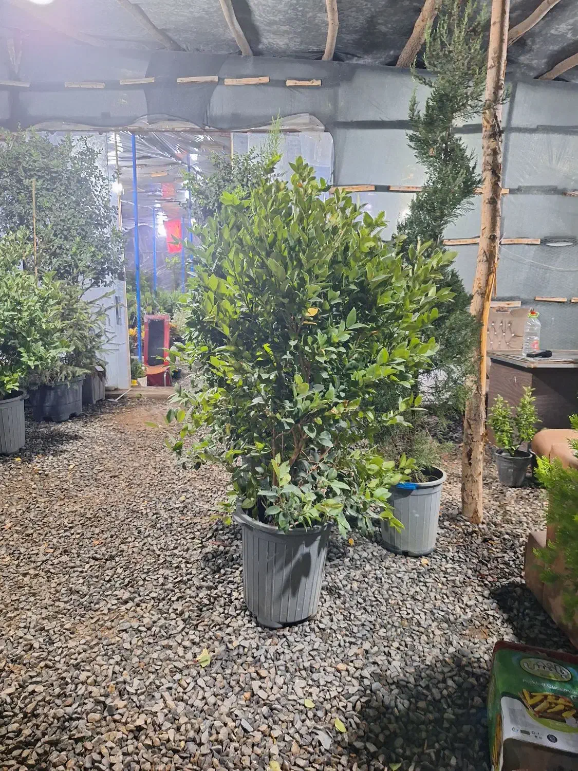 گیاهان همیشه سبز|خدمات باغبانی و درختکاری|فولادشهر, C4|دیوار