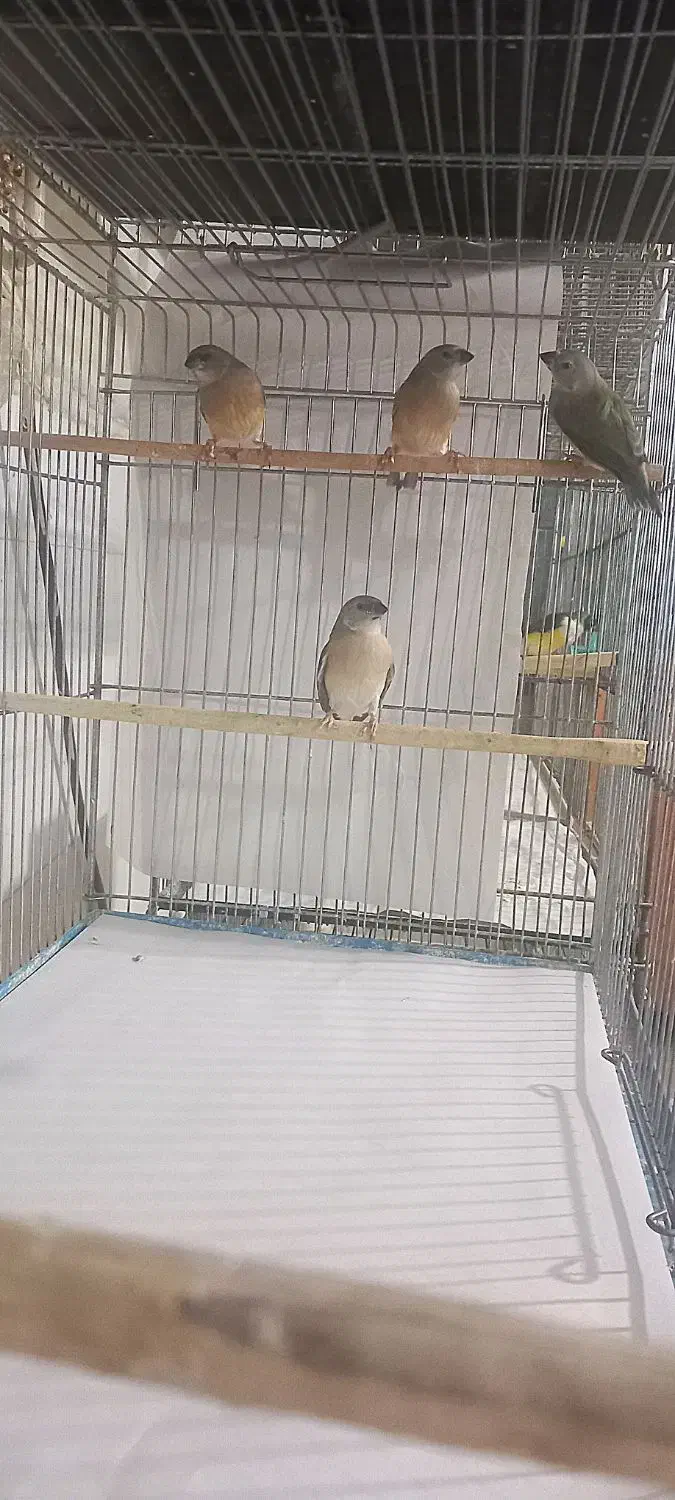 فنچ جوجه گلدین سایز درشت و زبرا کینگ هاف اورنج|پرنده|پاکدشت, خاتون آباد|دیوار