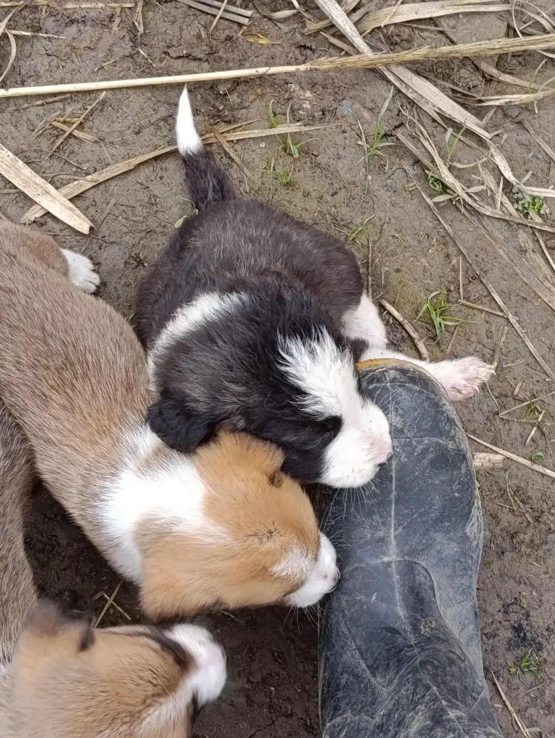 توله سگ|سگ|مینودشت, |دیوار