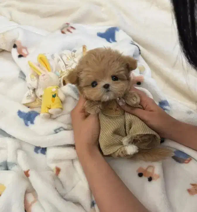 فسقلی های بامزه عروسکی|سگ|کرمانشاه, |دیوار