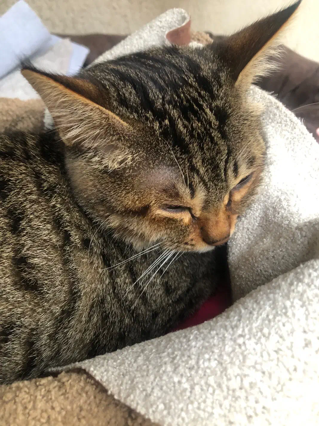 گربه کم بینا|گربه|لاهیجان, جمهوری|دیوار