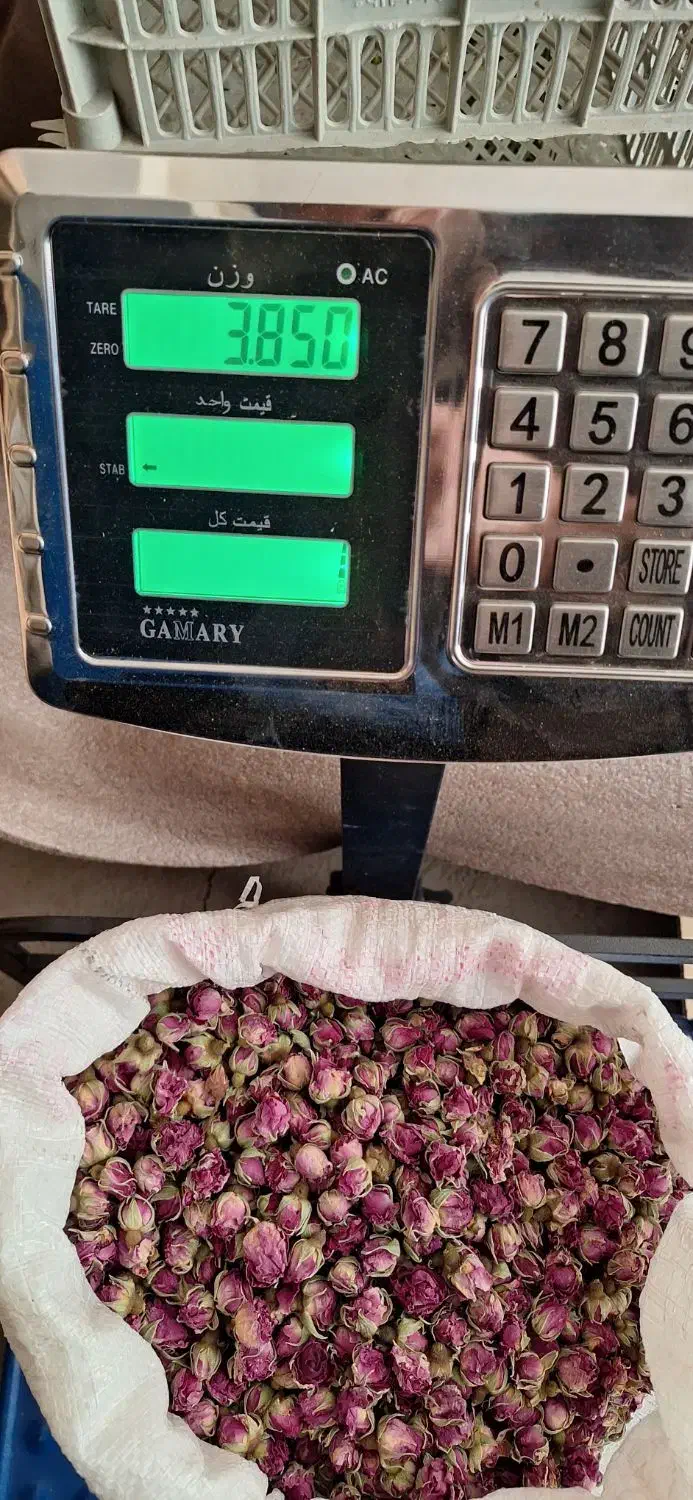 گل محمدی پر|گل و گیاه طبیعی|سقز, |دیوار