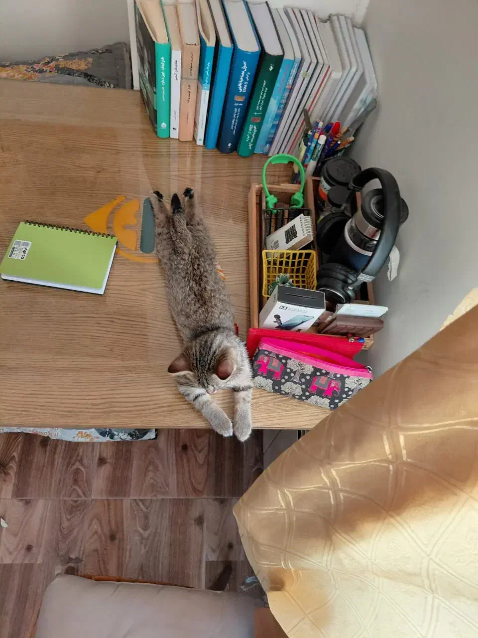 واگذاری گربه دی اس اچ|گربه|کرج, فاز ۳ مهرشهر|دیوار