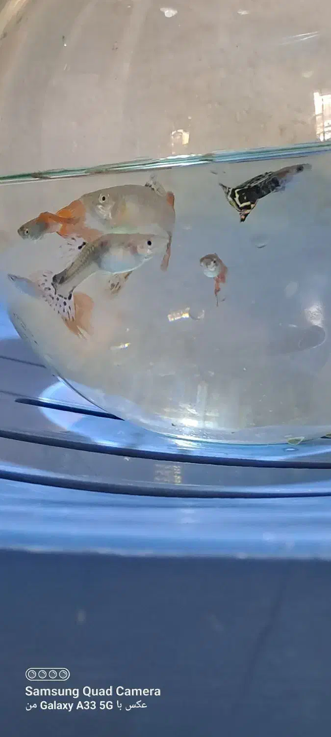 ماهی گوپی|ماهی|مرودشت, ژیان|دیوار