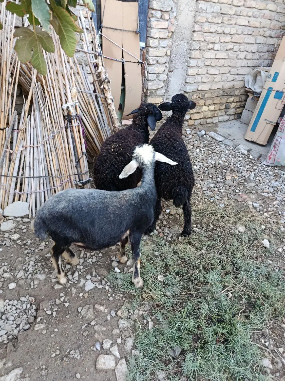 بره افشاری قره قزل زیر قوچی و پرواری(گوسفند)|حیوانات مزرعه|گنبد کاووس, |دیوار