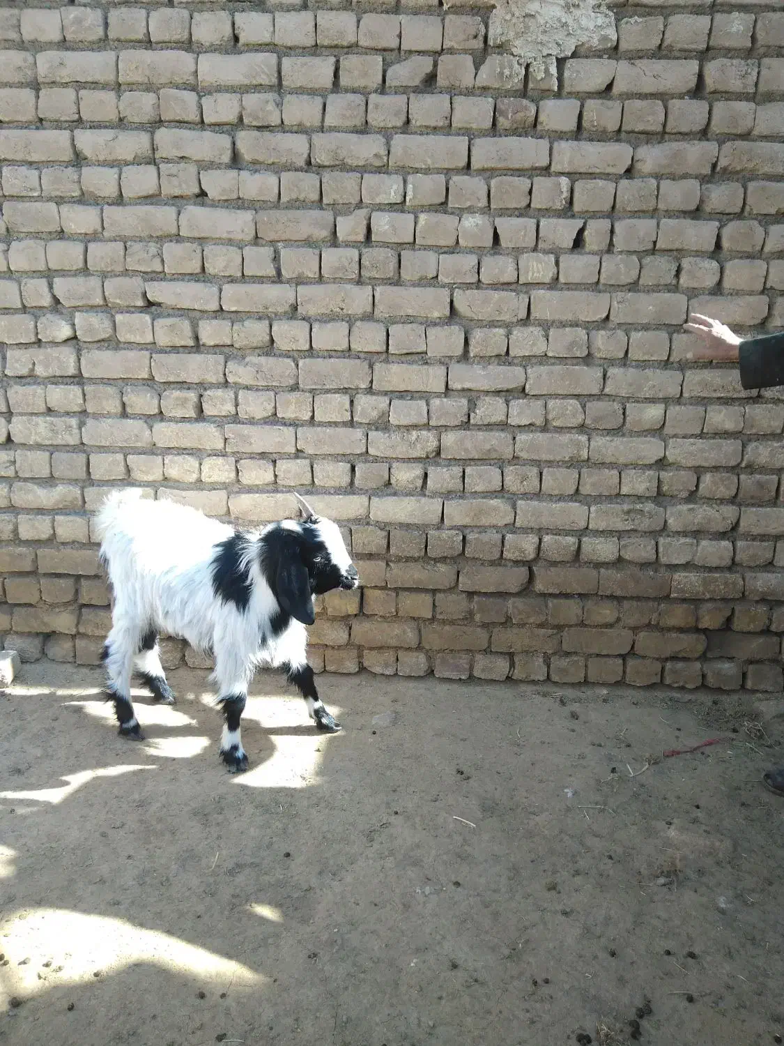 بزغاله|حیوانات مزرعه|قم, مهر آباد|دیوار