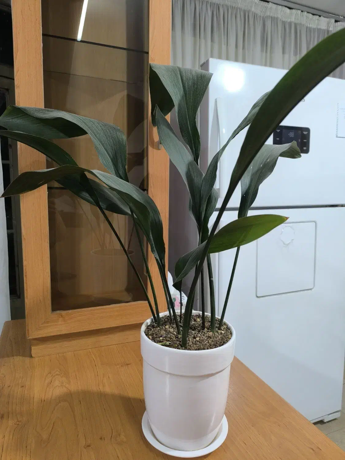 گل برگ عبایی پر برگ|گل و گیاه طبیعی|نیشابور, دارایی|دیوار