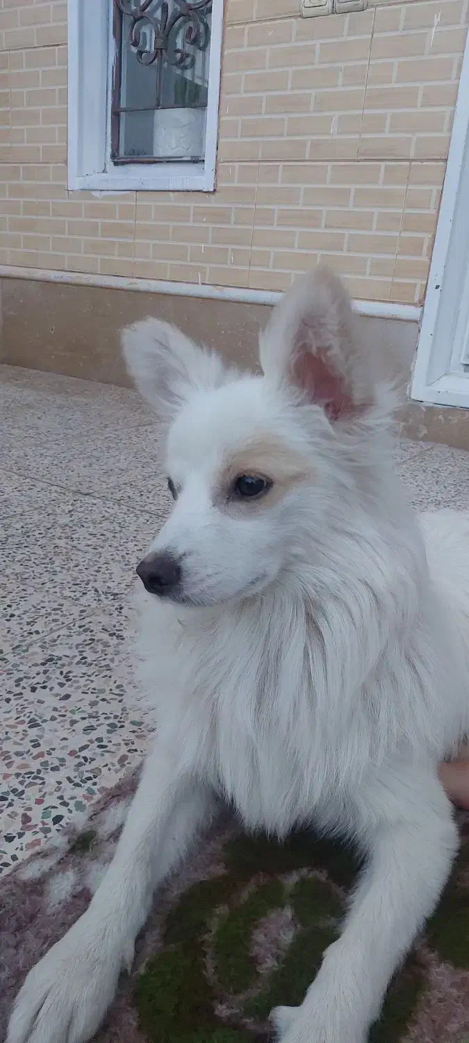 سگ معاوضه با طوطی|سگ|کرمان, |دیوار