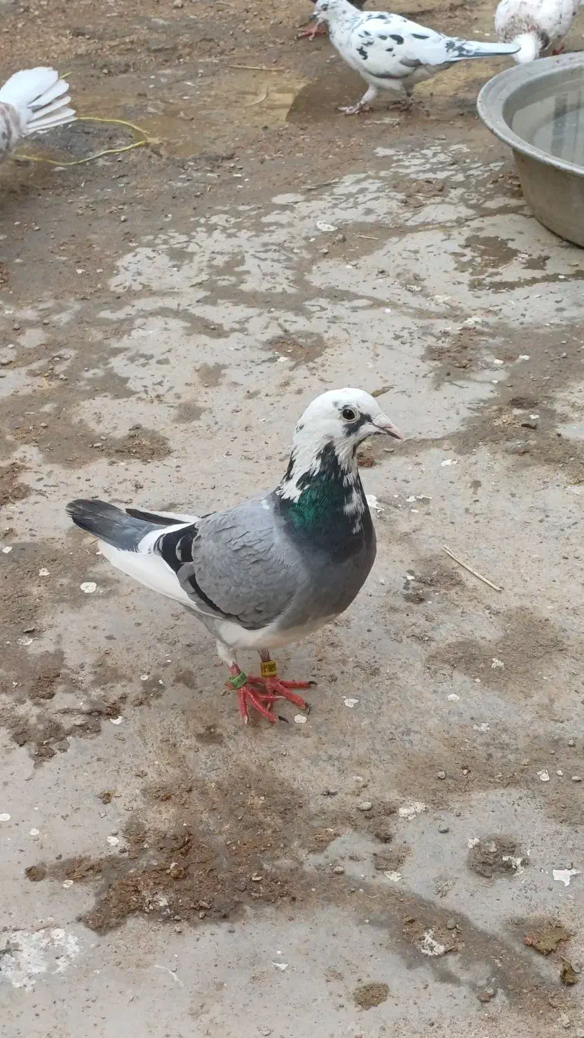 ابلق دو رگ|پرنده|گتوند, |دیوار