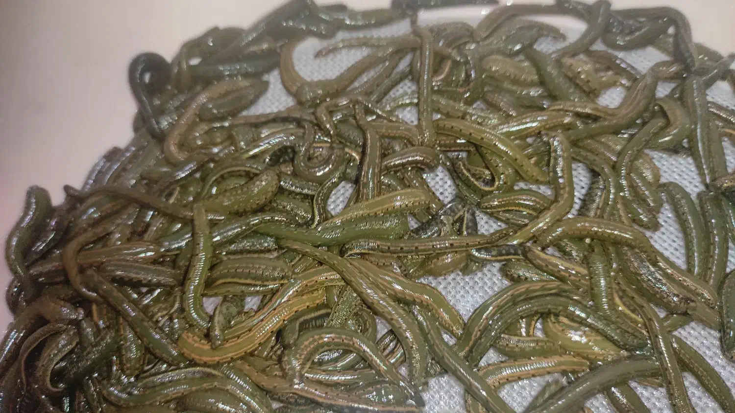 زالوی طبی استریل در تمام سایزها|آرایشی، بهداشتی، درمانی|اسکو, |دیوار