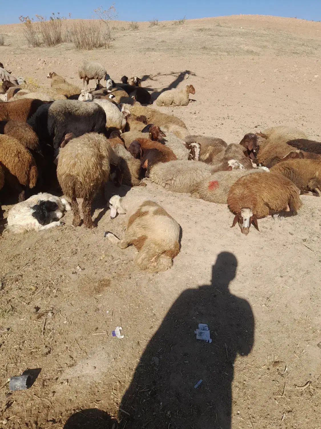 گوسفندمیش وبره|حیوانات مزرعه|کوهدشت, |دیوار