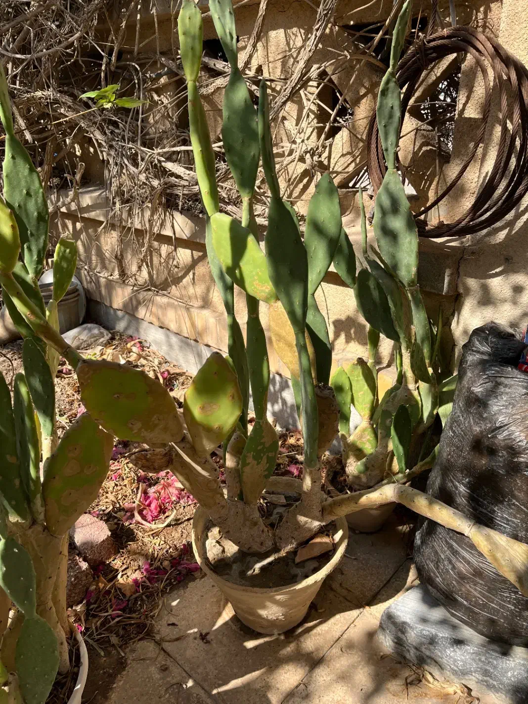 گلدان کاکتوس|گل و گیاه طبیعی|بندر ماهشهر, |دیوار