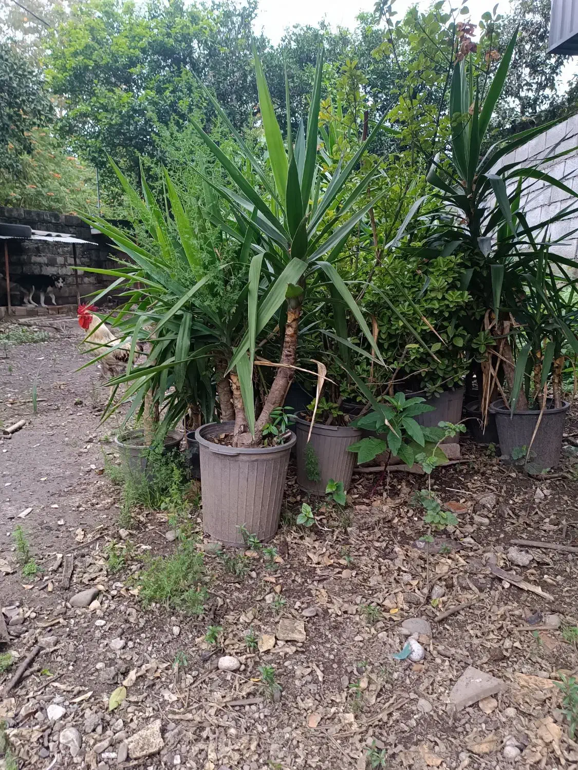 یوکا فروشی|گل و گیاه طبیعی|رامسر, |دیوار