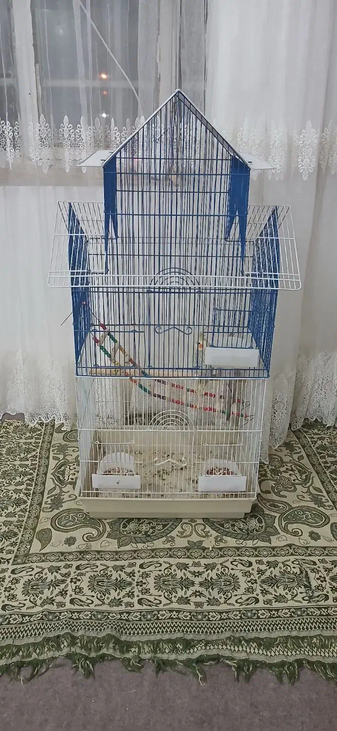 عروس هلندی|پرنده|چنگ الماسی, |دیوار