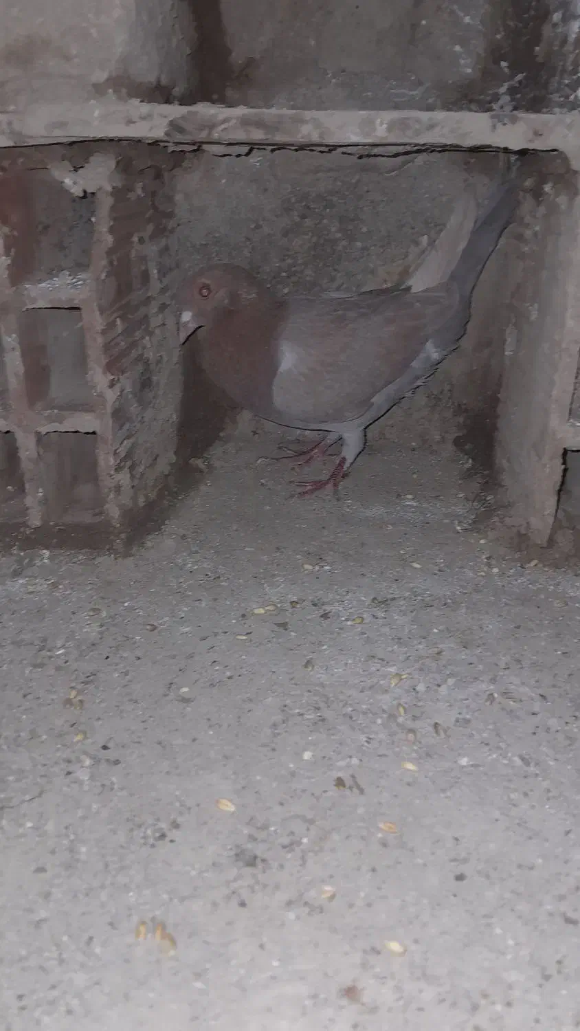 یک زرده ماده|پرنده|بجنورد, |دیوار