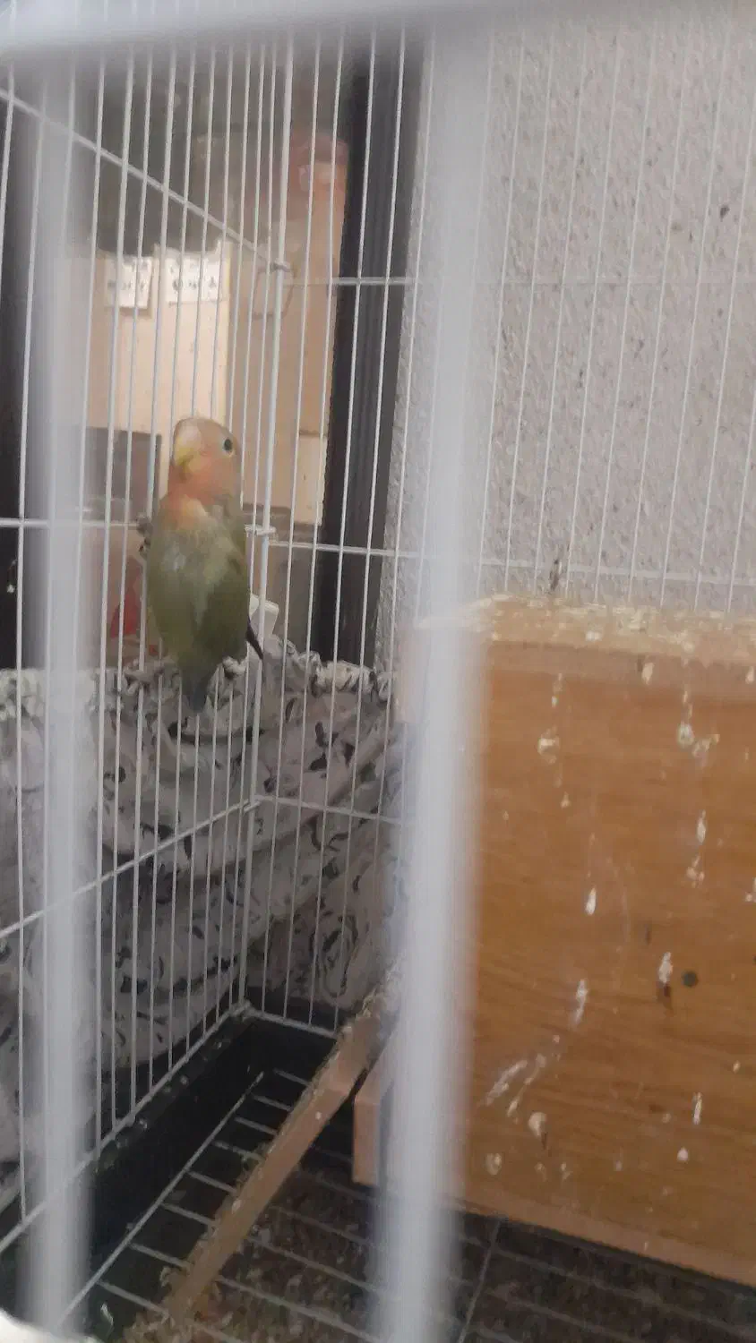 ۴عدد طوطی برزیلی شیطون خوشگل|پرنده|تهران, جمال‌زاده|دیوار