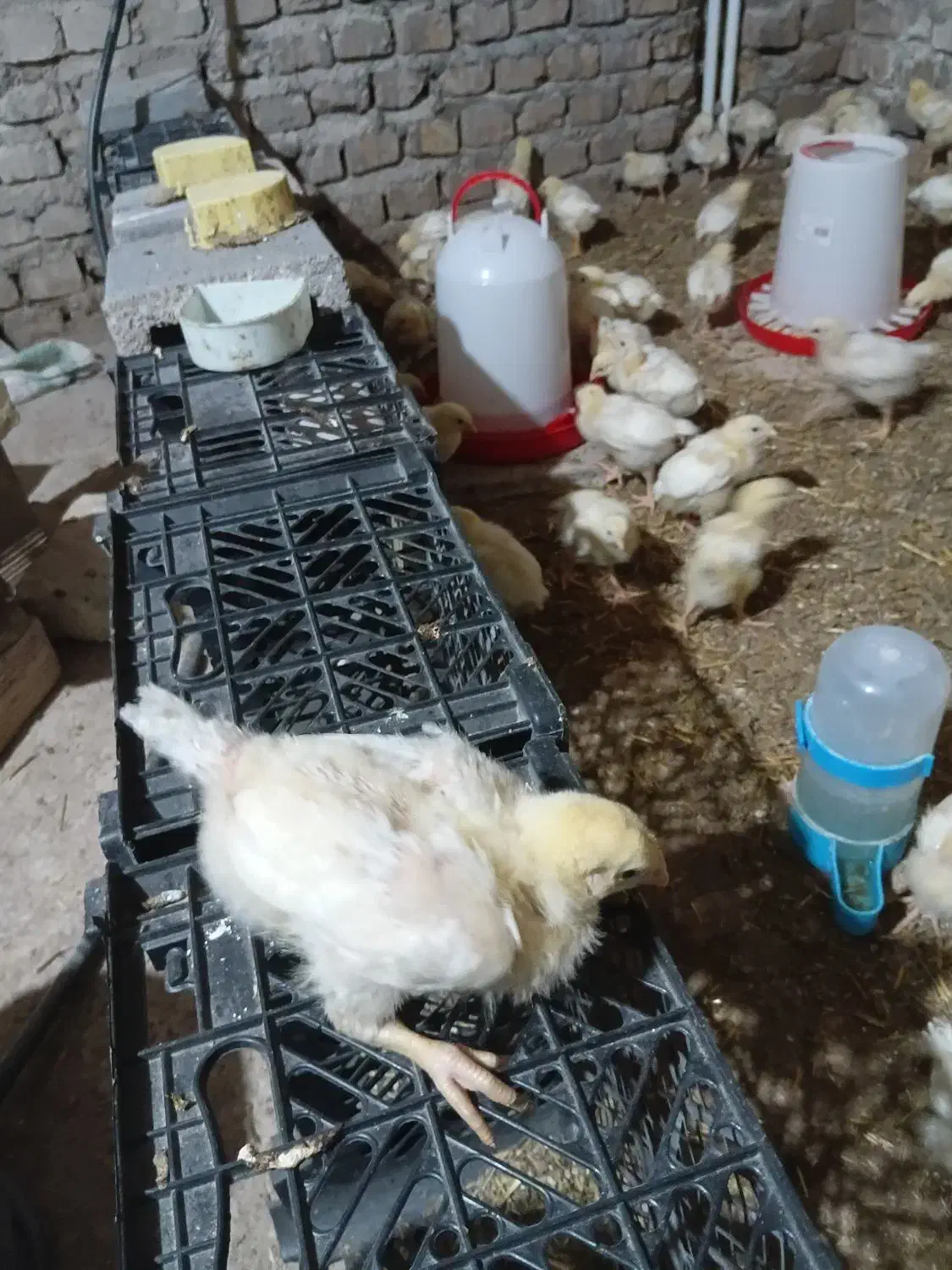 جوجه گوشتی ۲۶ روزه|حیوانات مزرعه|مهریز, |دیوار