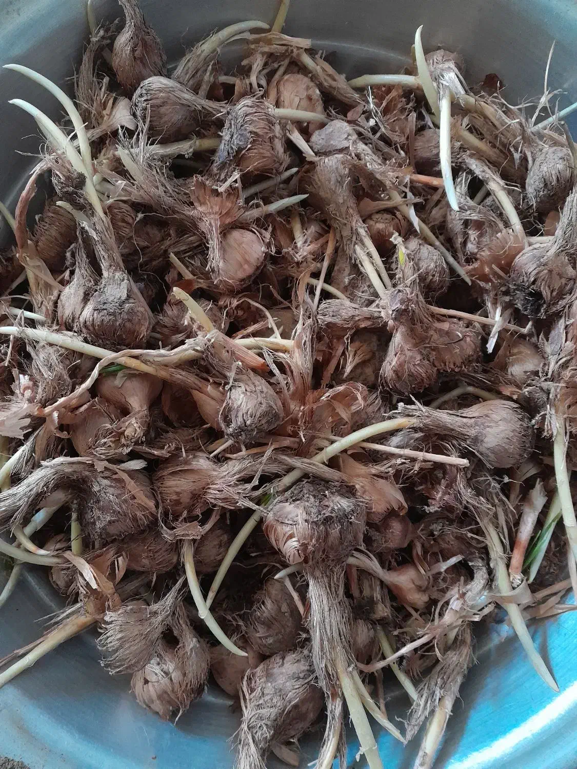 فروش پیاز زعفران|گل و گیاه طبیعی|شراء, |دیوار