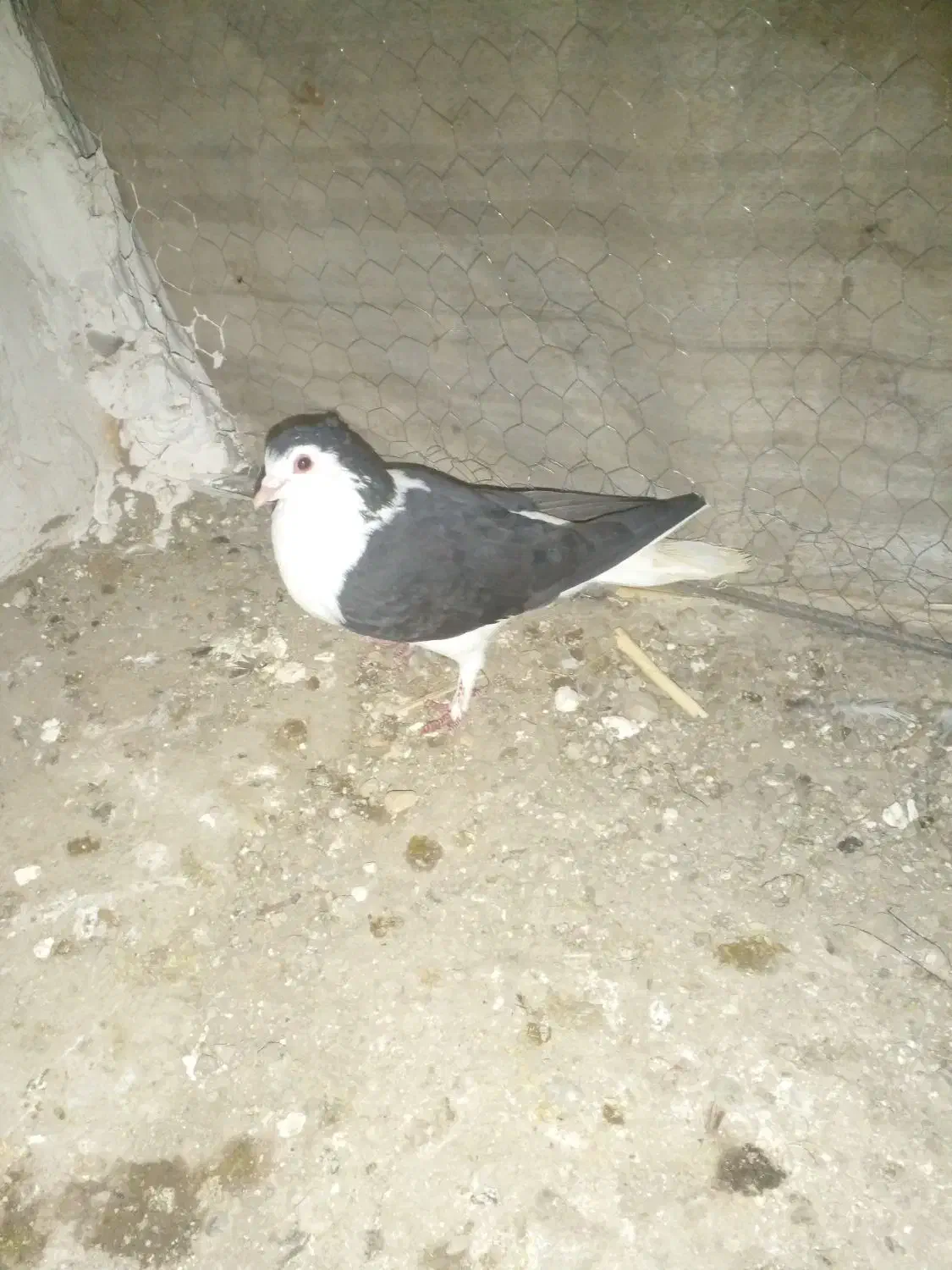 جفت ساده معاوضه|پرنده|گنبد کاووس, |دیوار