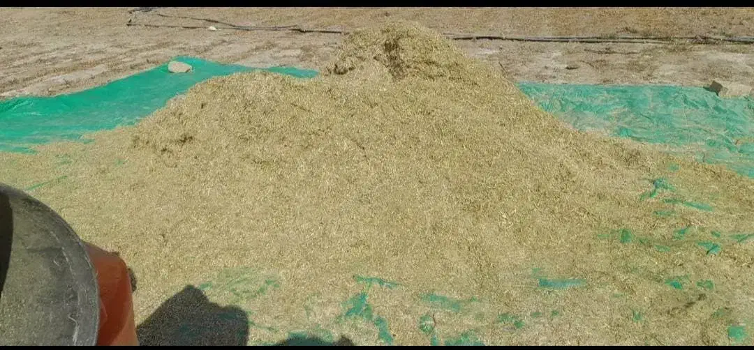 کاه ماش و لوبیا|حیوانات مزرعه|دهدشت, |دیوار