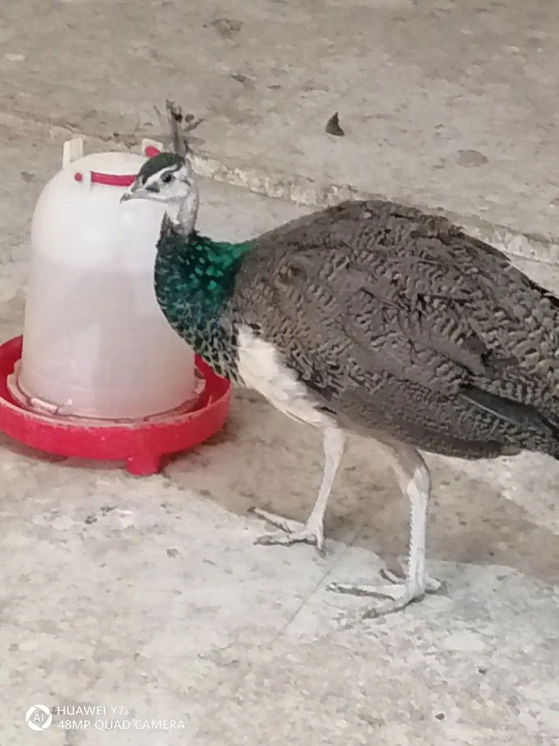 طاووس فروشی|حیوانات مزرعه|مشهد, امام خمینی|دیوار