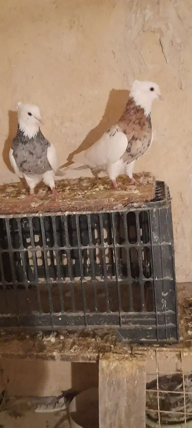 کفتر طوقی|پرنده|سرپل ذهاب, |دیوار