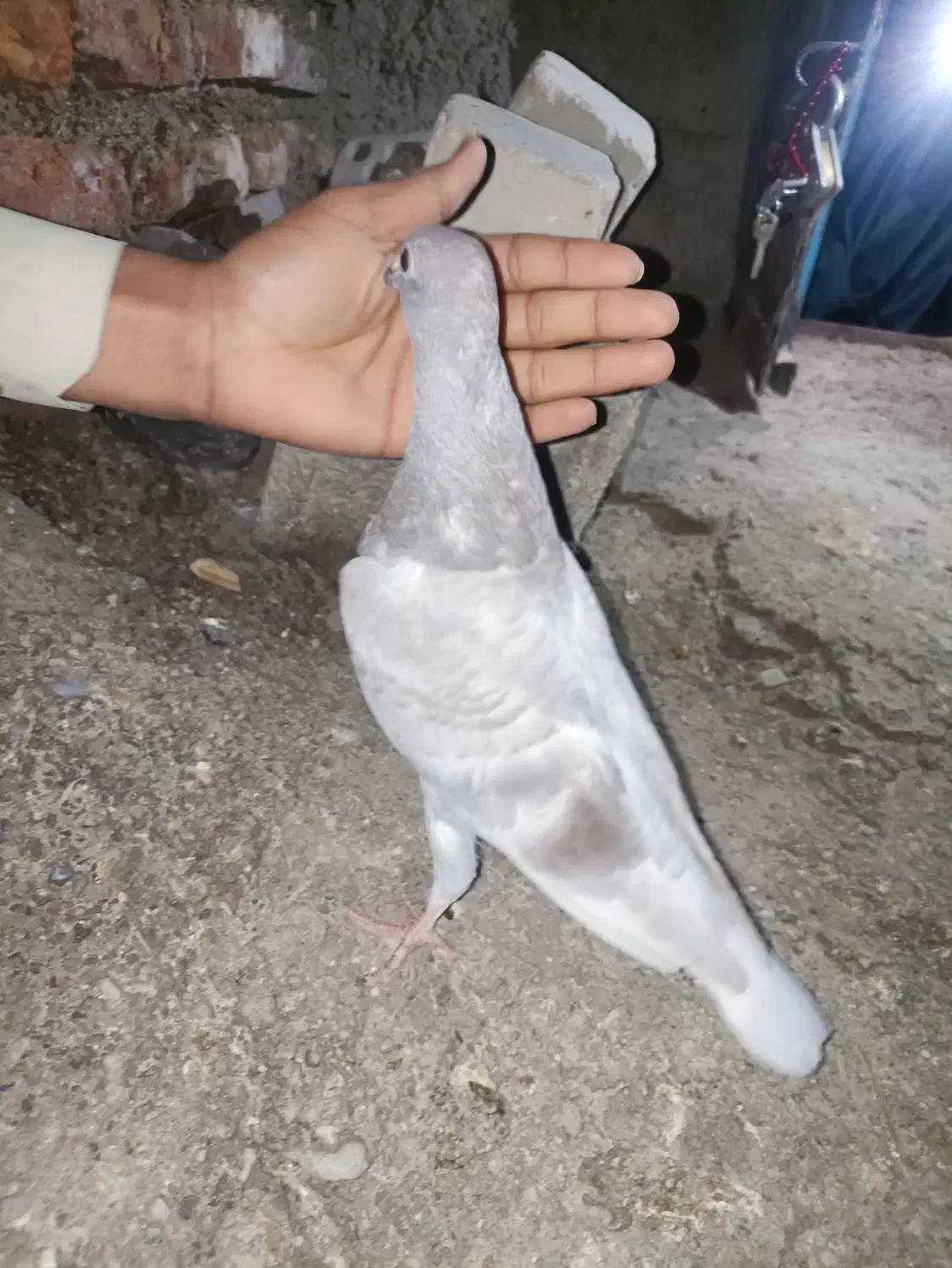 جوجه گوک معامله ای|پرنده|ایرانشهر, |دیوار