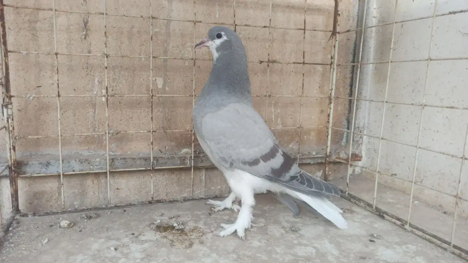 جوجه ابری|پرنده|اصفهان, ملاصدرا|دیوار