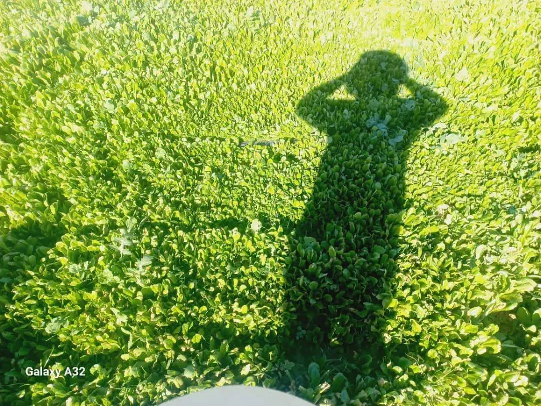 نشا کاهو|خدمات باغبانی و درختکاری|نورآباد ممسنی, |دیوار