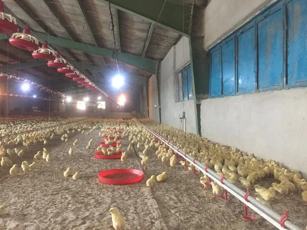 فروش مرغداری مجهزباتمام امکانات|فروش دفتر صنعتی، کشاورزی، تجاری|خرم‌آباد, |دیوار