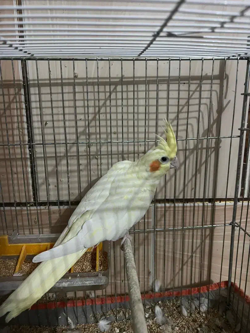 عروس هلندی معاوضه هم با پلاکی|پرنده|سیرجان, |دیوار