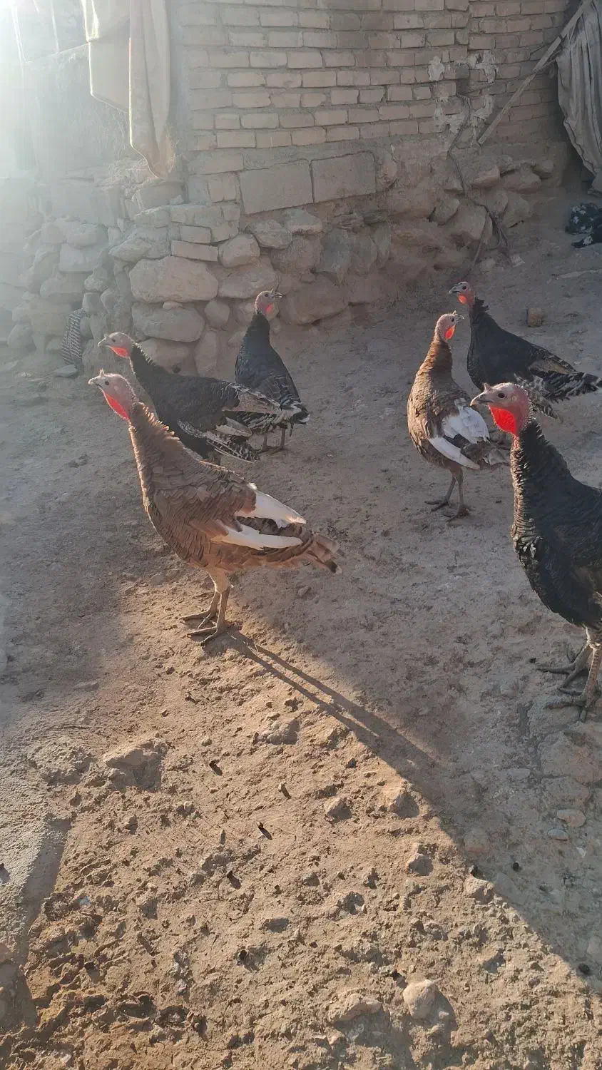 بوقلمون|حیوانات مزرعه|کاکاوند, |دیوار