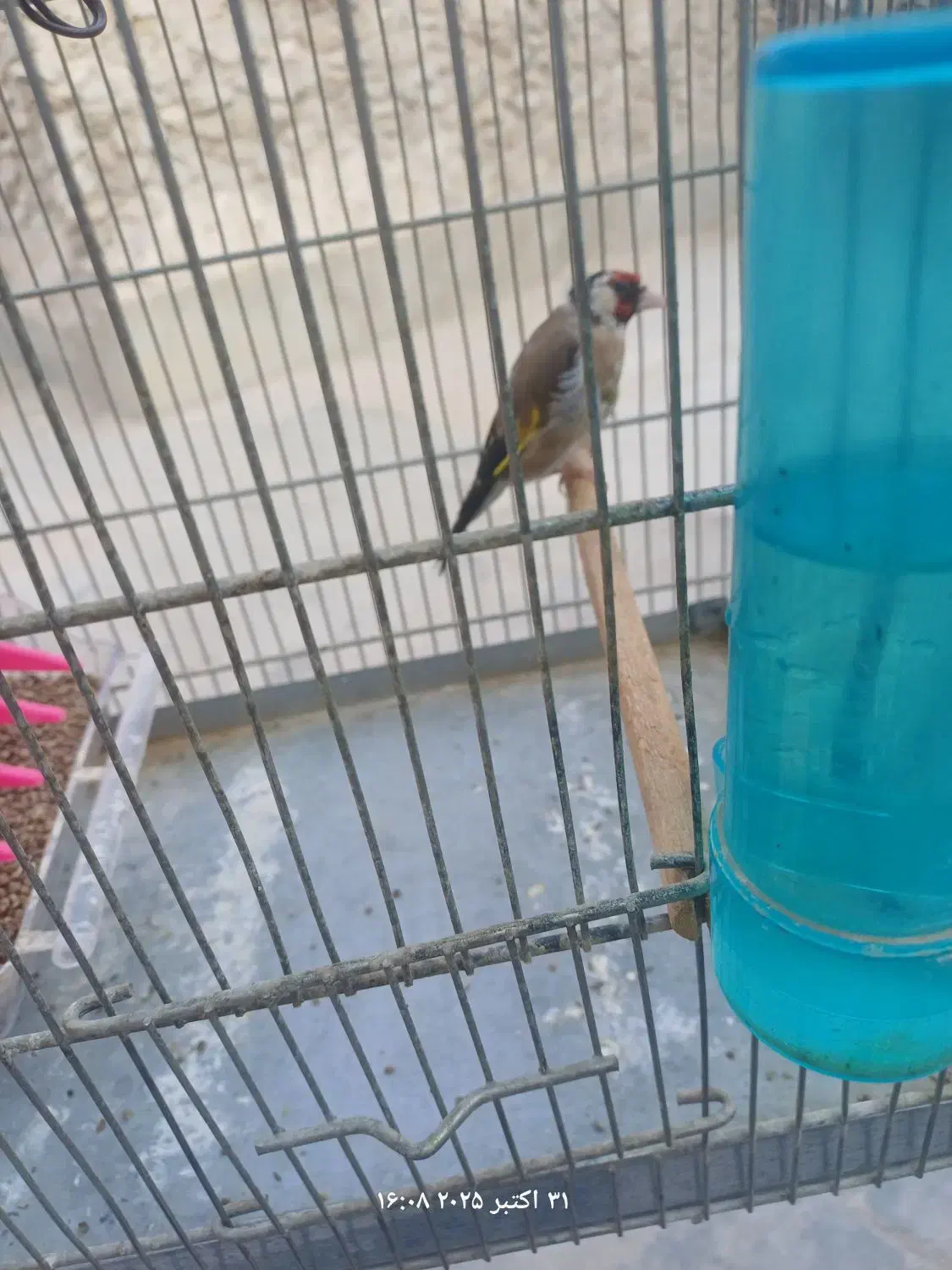 سهره سرسیاه درشت و دم قاشقی تازه صاف دهن زن.|پرنده|برازجان, |دیوار