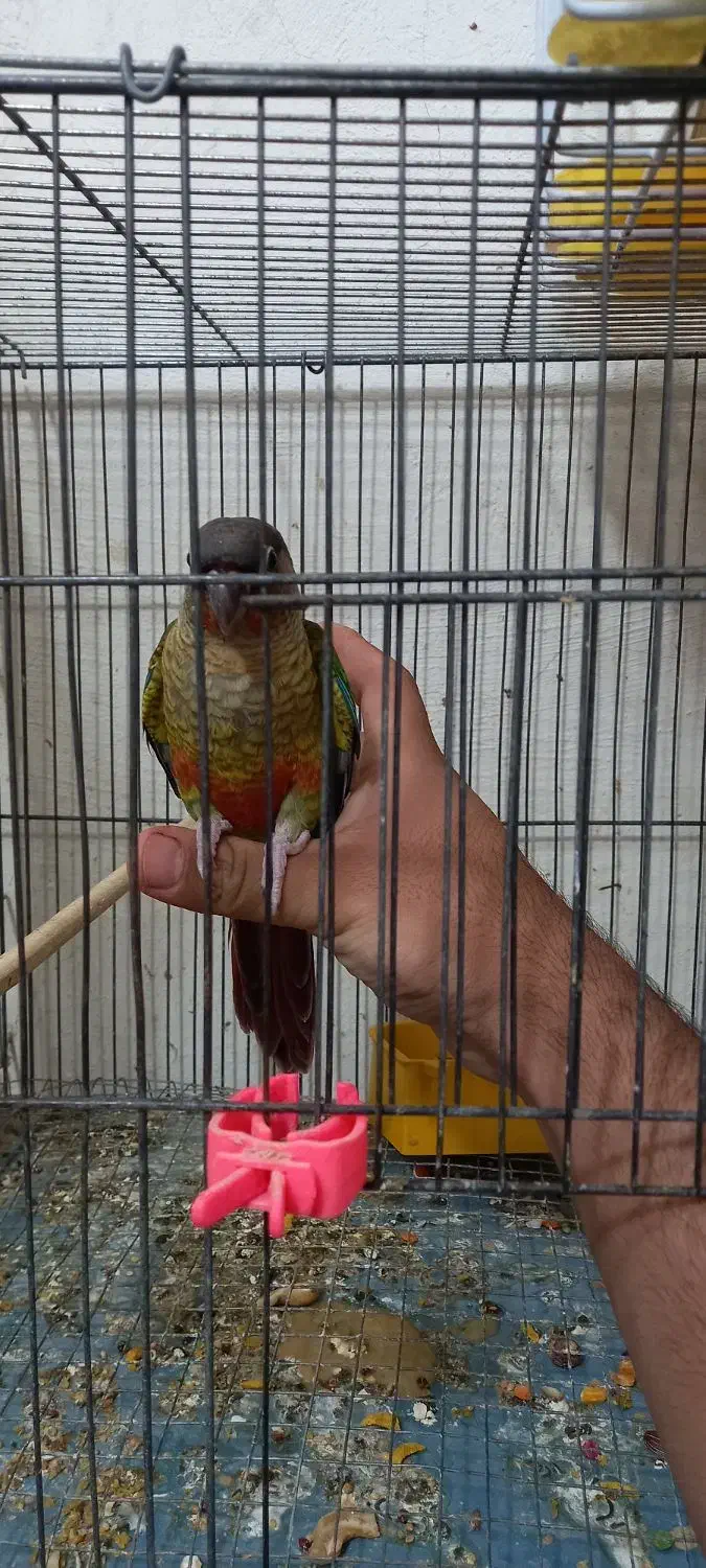 جوجه گرینچیک همه نژاد موجود دستی و سرلاکی امیدیه|پرنده|امیدیه, |دیوار