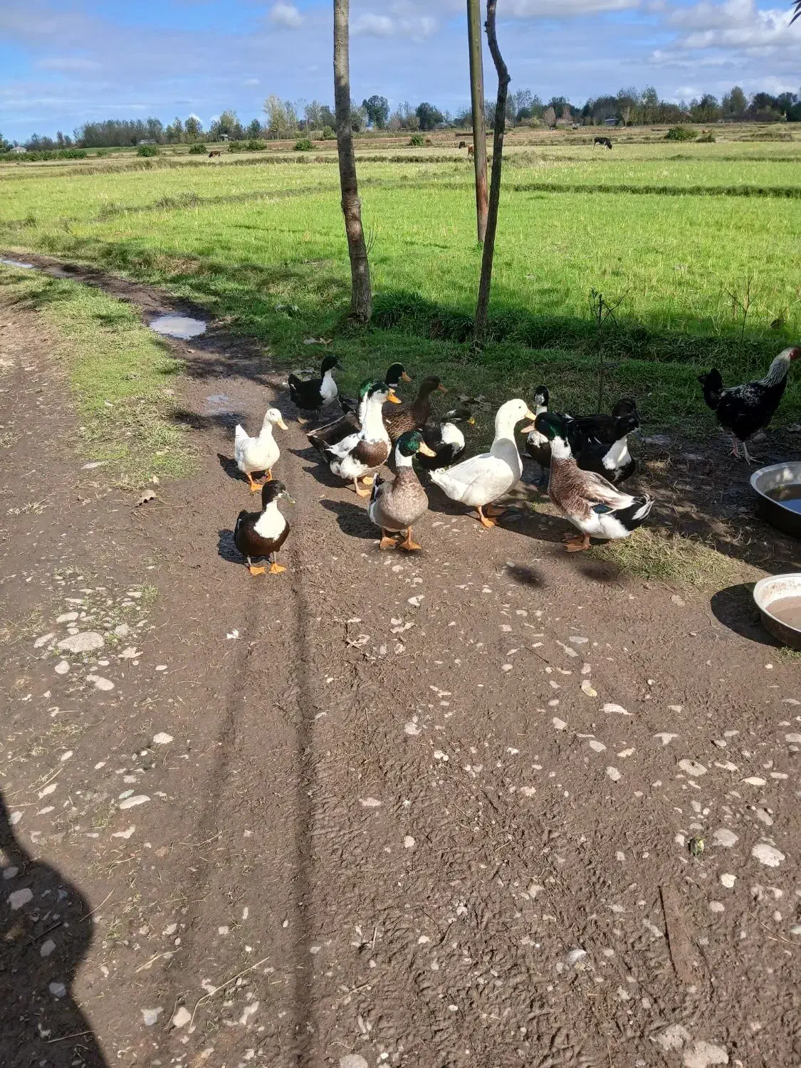 اردک نر وماده|حیوانات مزرعه|سنگر, |دیوار