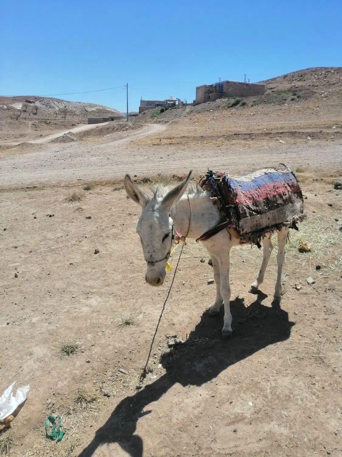 خرگلگی|حیوانات مزرعه|سلیمان, |دیوار