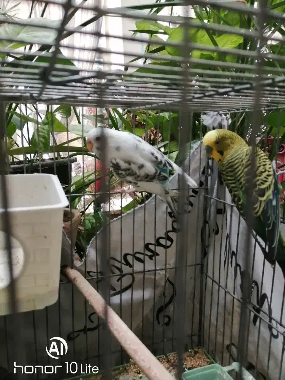 چهار مرغ عشق دررنگهای مختلف|پرنده|شهرضا, |دیوار