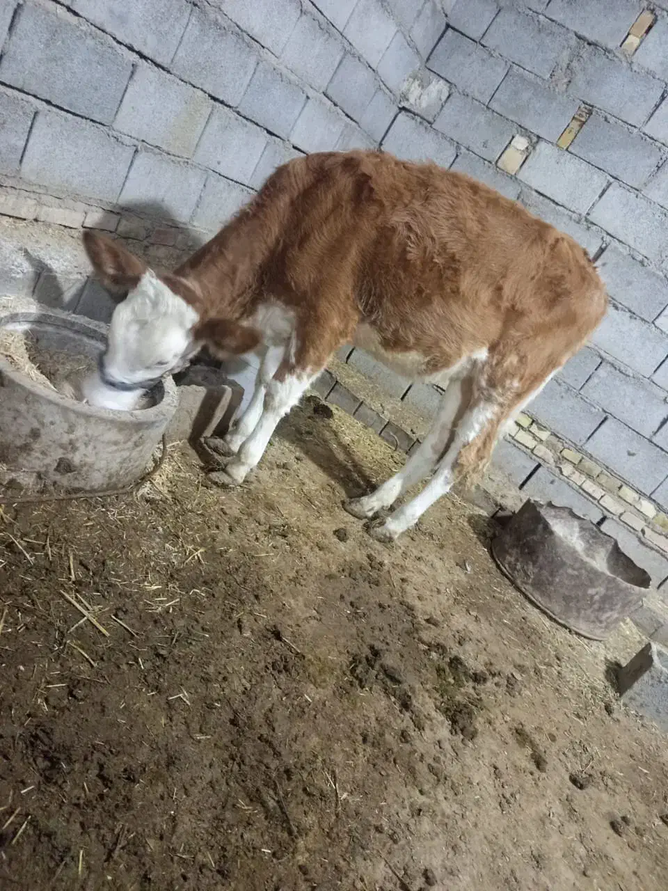 گوساله المانی درسوسنگرد|حیوانات مزرعه|اهواز, مجاهد|دیوار