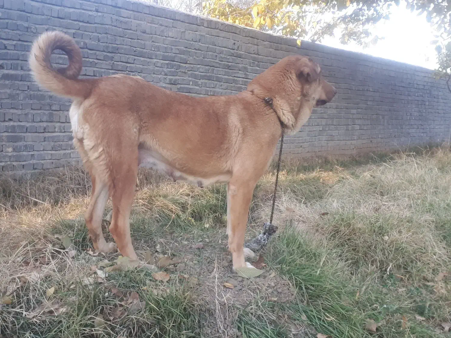 واگذاری ماده پژدر درجه یک سالم با سابقه زایمان|سگ|زنجان, |دیوار