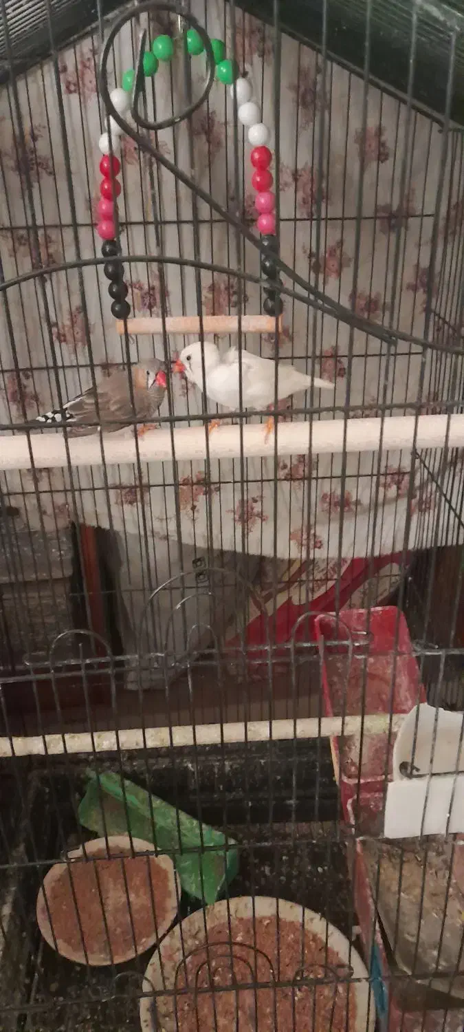 فنچ یک جفت ۱۰۰تومان|پرنده|خمینیشهر, |دیوار