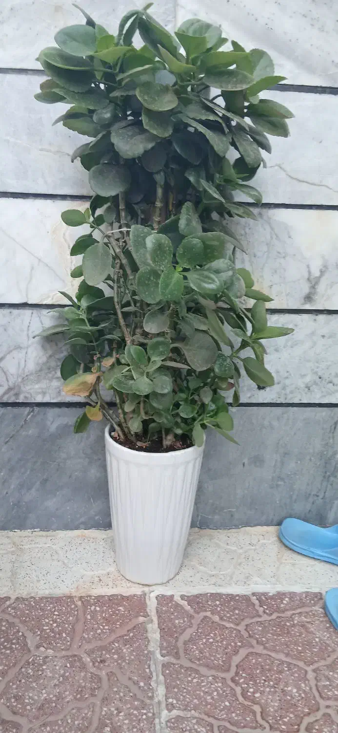 گل قاشق|گل و گیاه طبیعی|زنجان, |دیوار