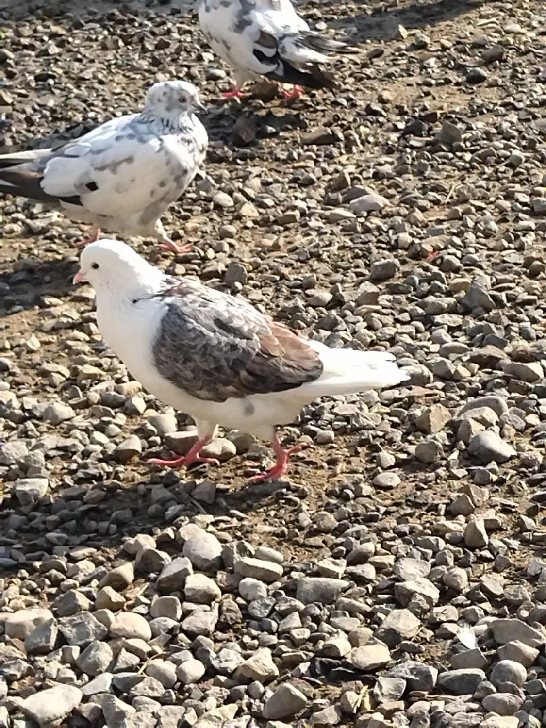 کبوتر خانگی|پرنده|گمیشان, |دیوار