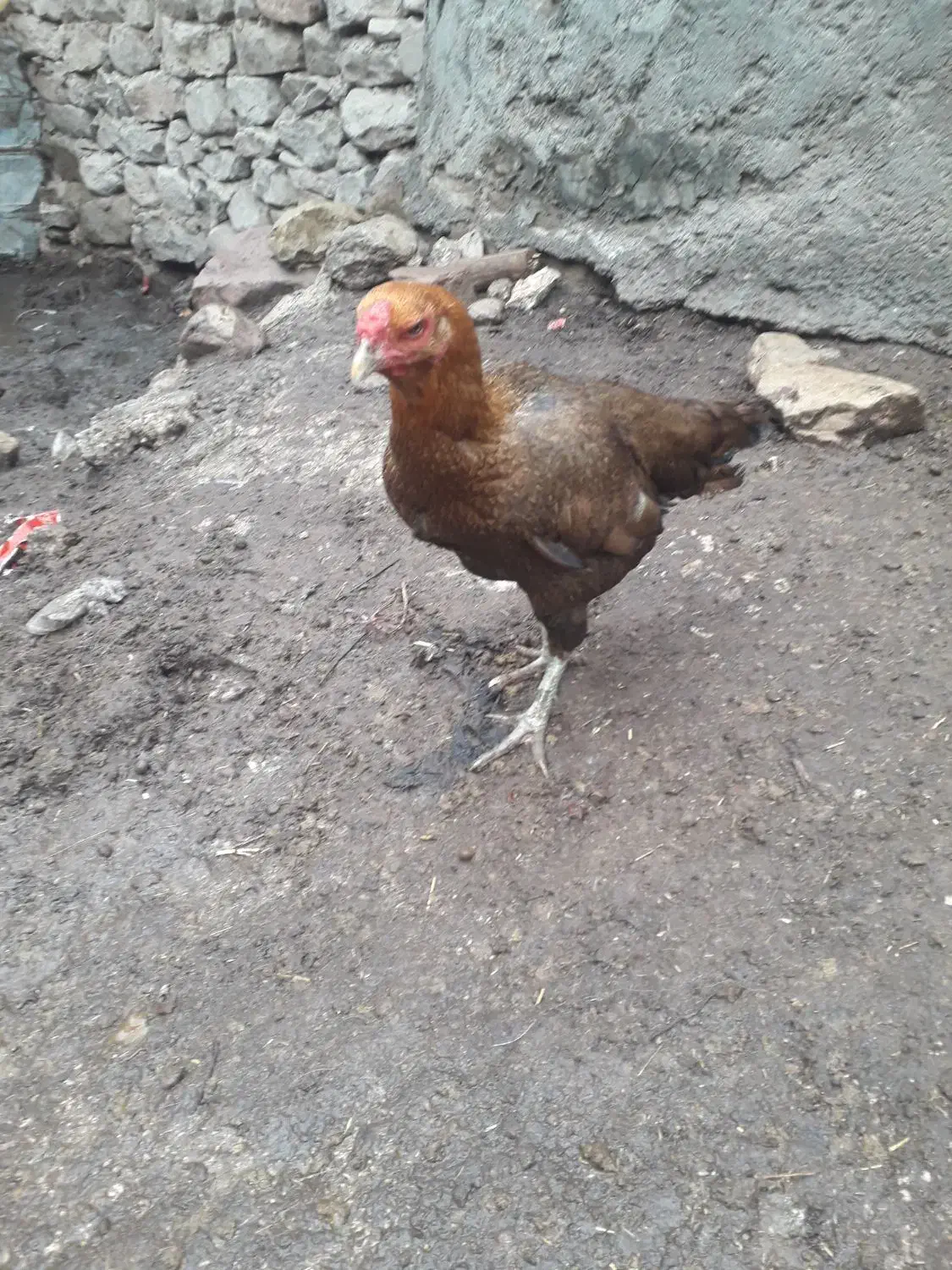 مرغلاری|حیوانات مزرعه|گرمخان, |دیوار