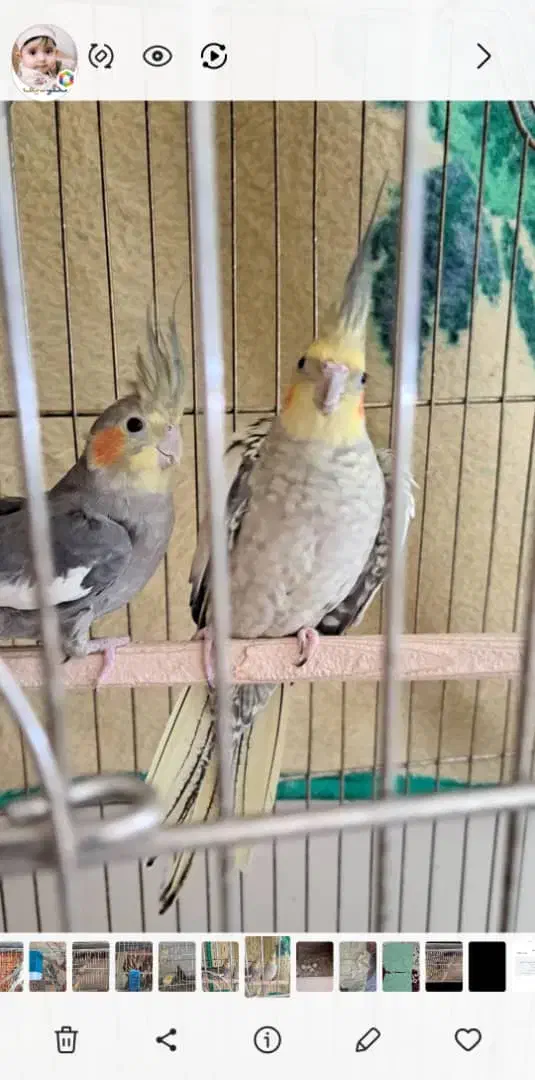 عروس هلندی|پرنده|نظرآباد, نظرآباد|دیوار