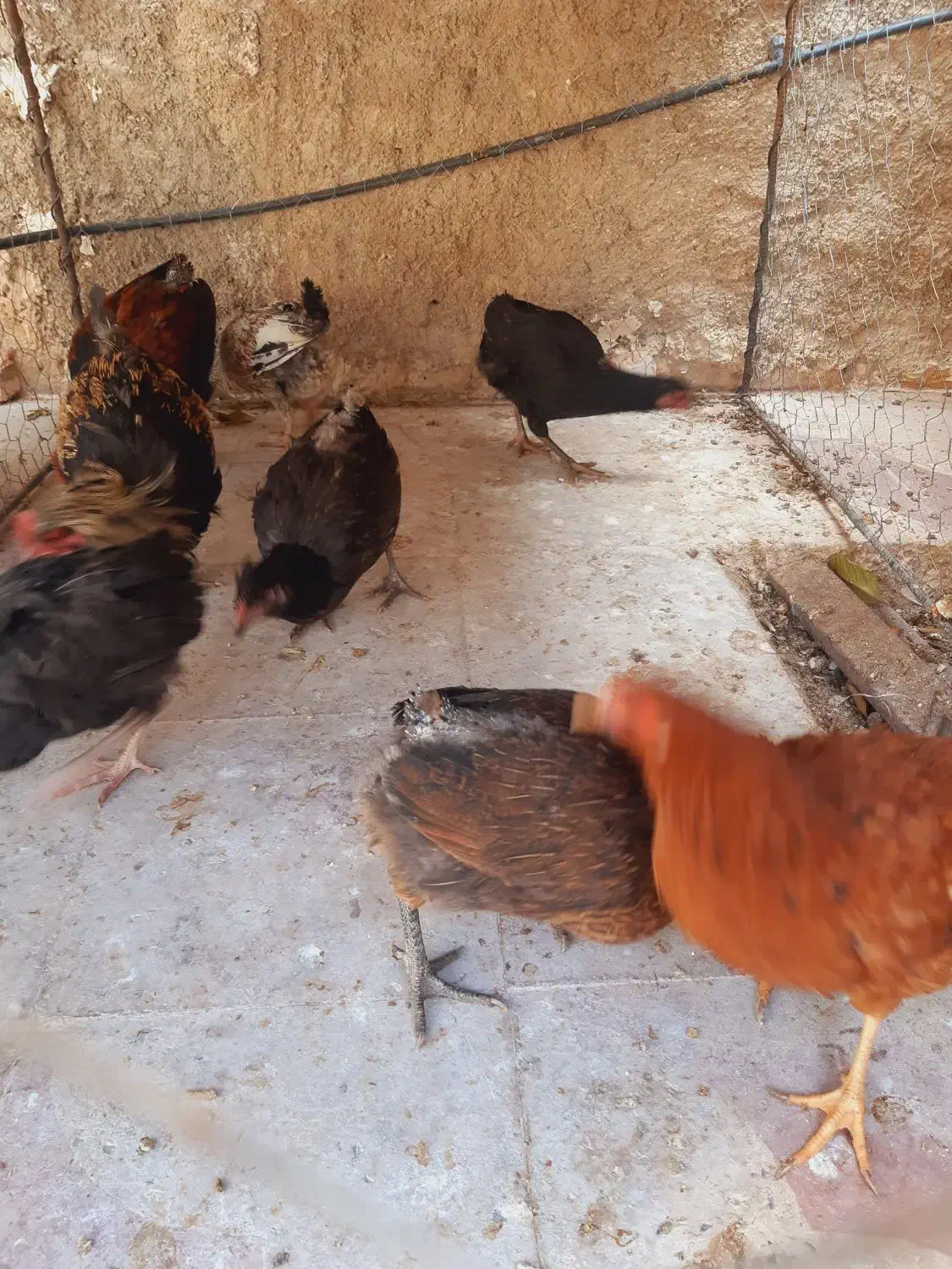 تعدادی مرغ محلی بفروش میرسد|حیوانات مزرعه|کازرون, |دیوار