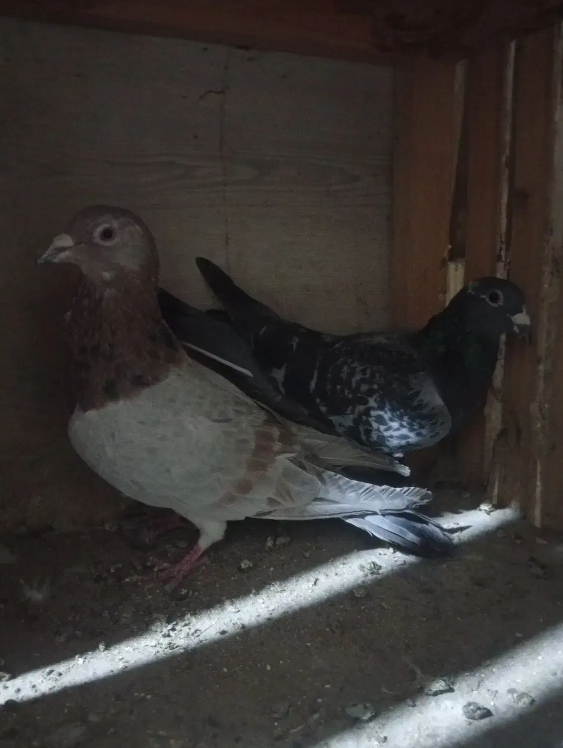 کفتر|پرنده|قم, قلعه کامکار|دیوار